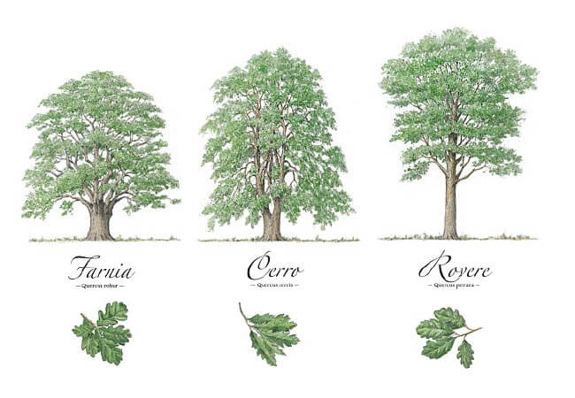 Alberi da Tartufo