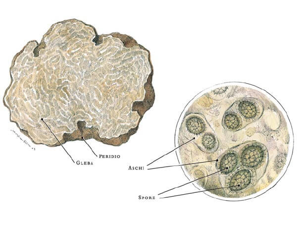 Come è fatto il tartufo