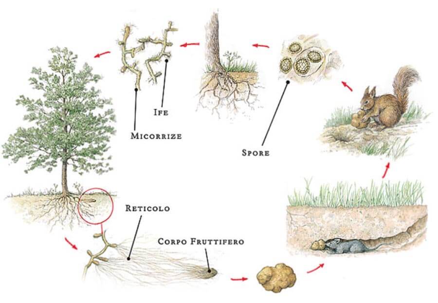 Come nasce il tartufo. Il ciclo Biologico