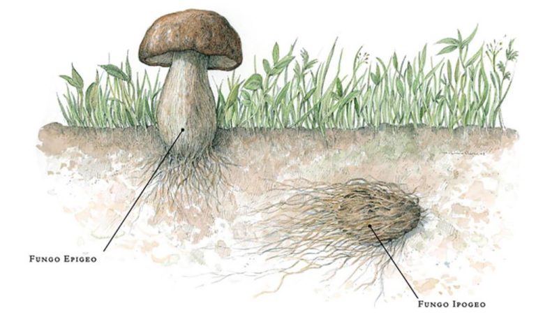 Cosa è il tartufo bianco