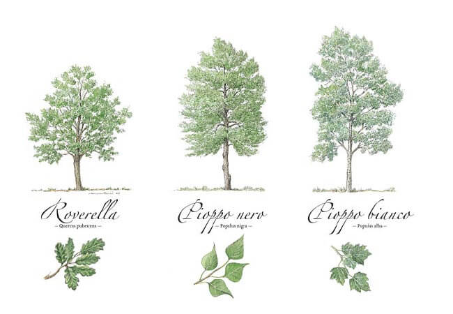 Piante da tartufo