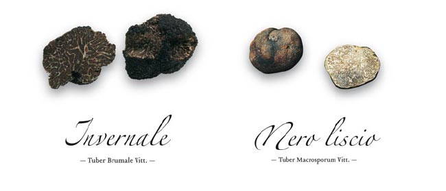 Tartufo Invernale e Tartufo Nero liscio