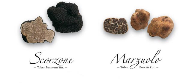 Tartufo Scorzone e Tartufo Marzuolo