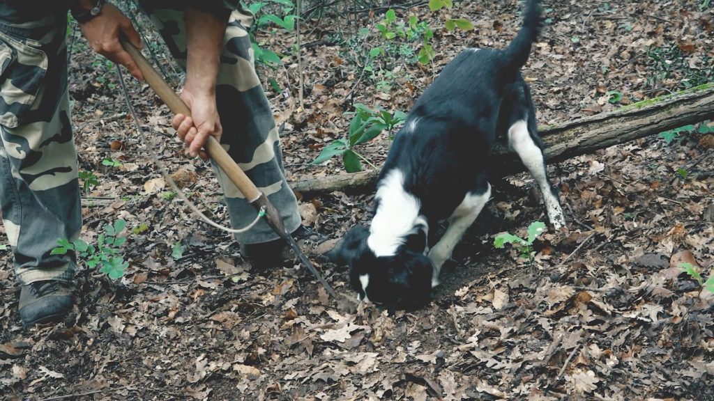 Cani tartufo San Miniato - Empatia