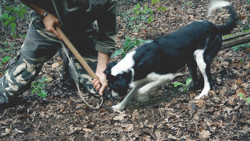 Cane da tartufo San Miniato