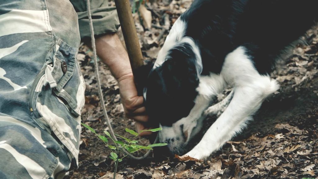 Cani tartufo San Miniato - il gioco