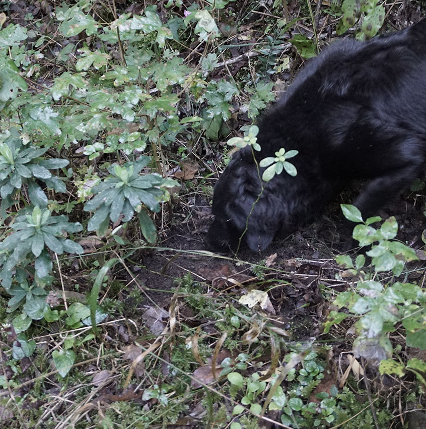 Cani da Tartufo Addestrati - In Vendita - Vendita e Addestramento cani da  Tartufo San Miniato - Giampiero Montanelli